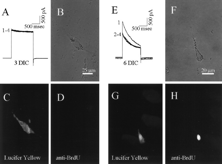 Fig. 10.