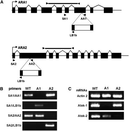 Figure 9.