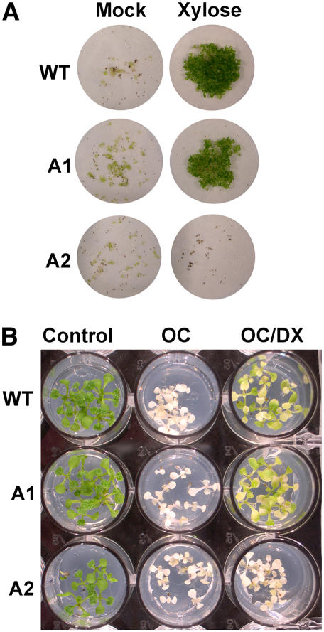 Figure 11.