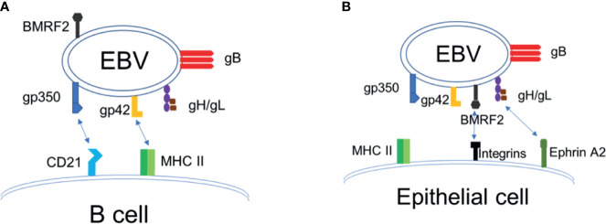 Figure 1