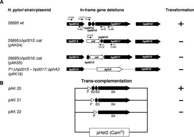 FIG. 2.