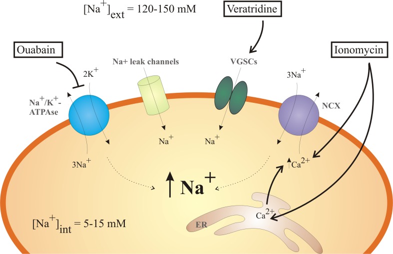 Fig. 1