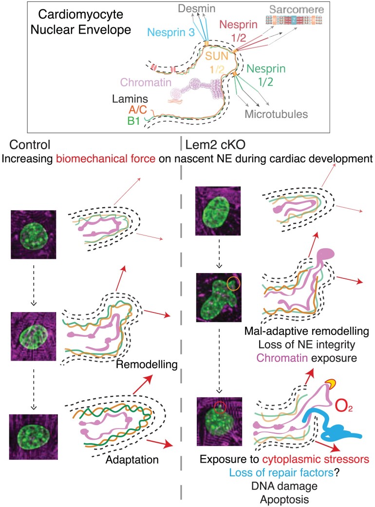 Graphical Abstract