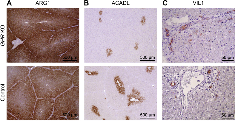 Figure 5