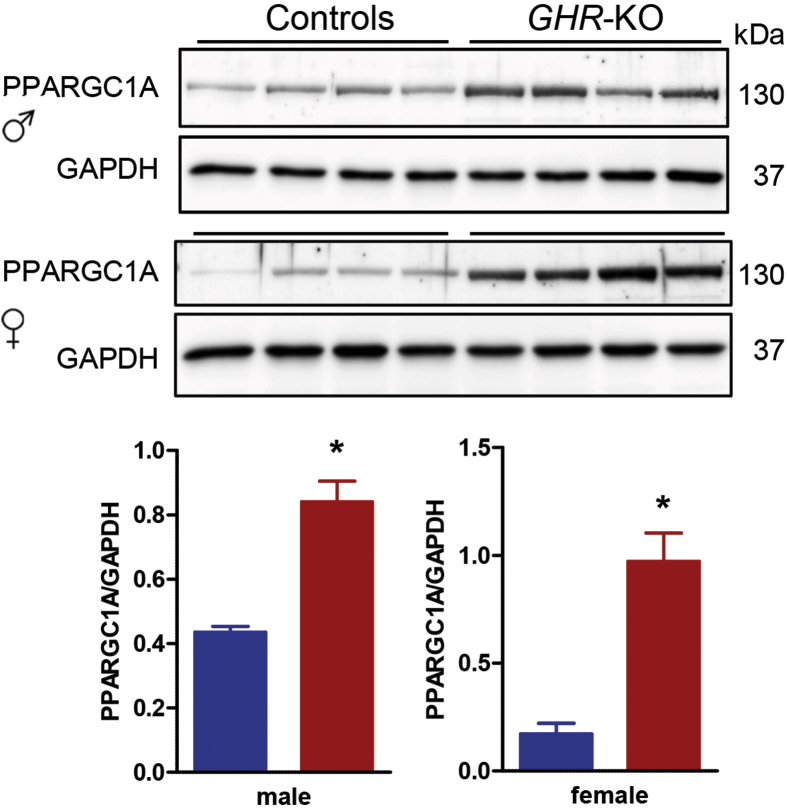 Figure 4