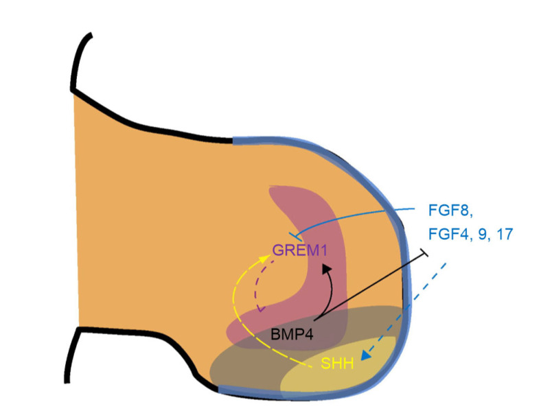 Fig. 8