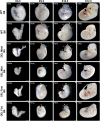 Fig. 3.