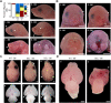 Fig. 4.