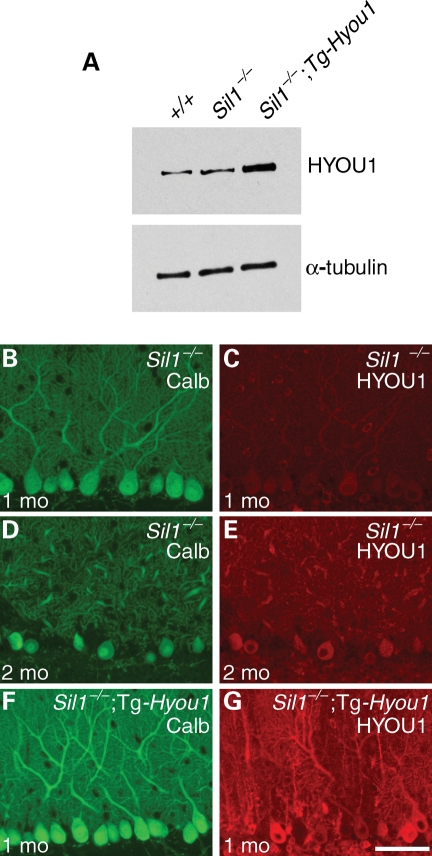 Figure 2.