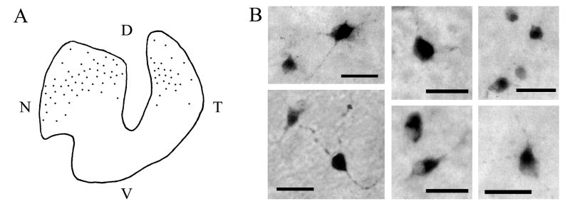 Fig. 8