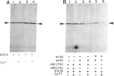 graphic file with name pnas01097-0203-a.jpg