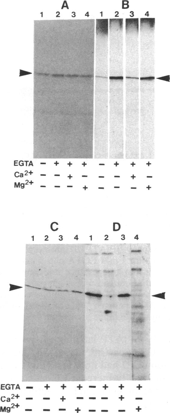 graphic file with name pnas01097-0202-a.jpg