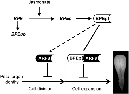 Figure 7.