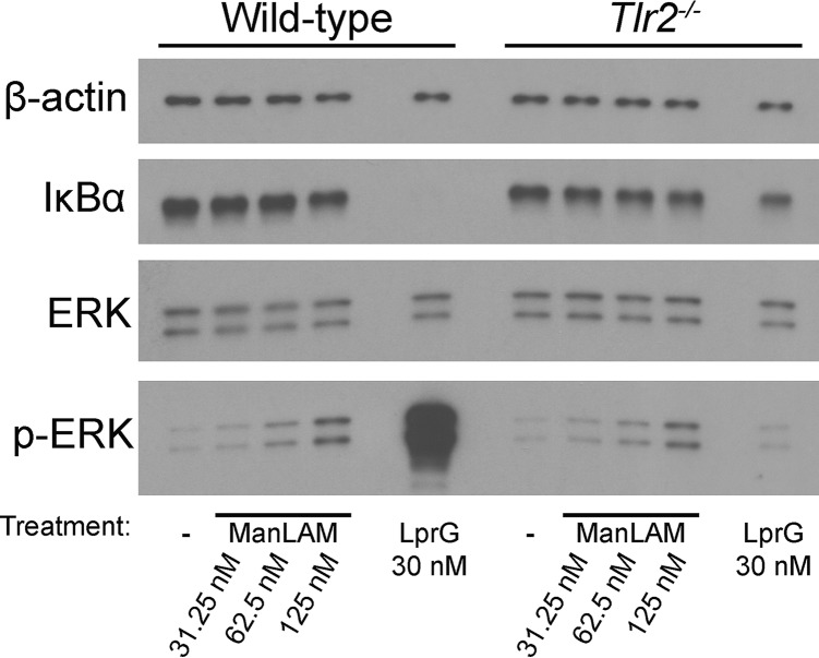 FIG 3