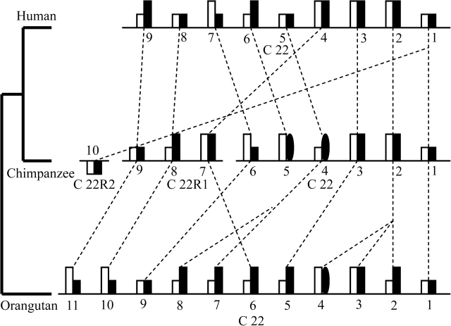 FIG. 7.—