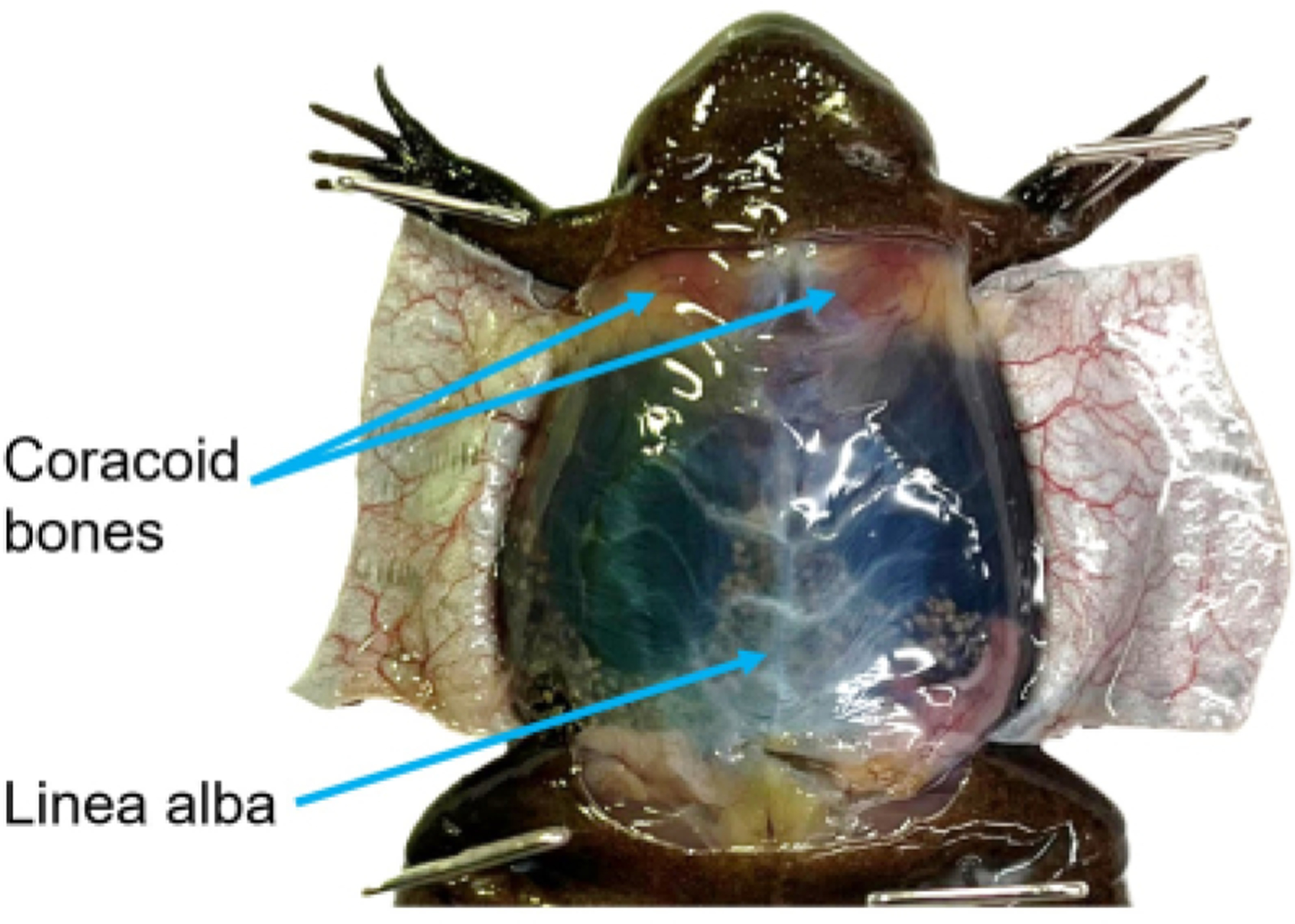 Figure 3: