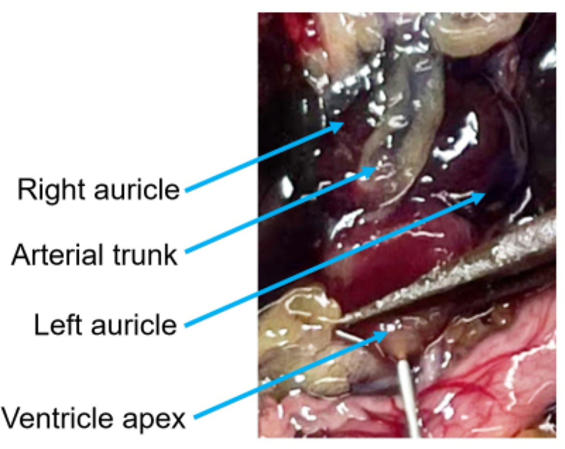 Figure 7: