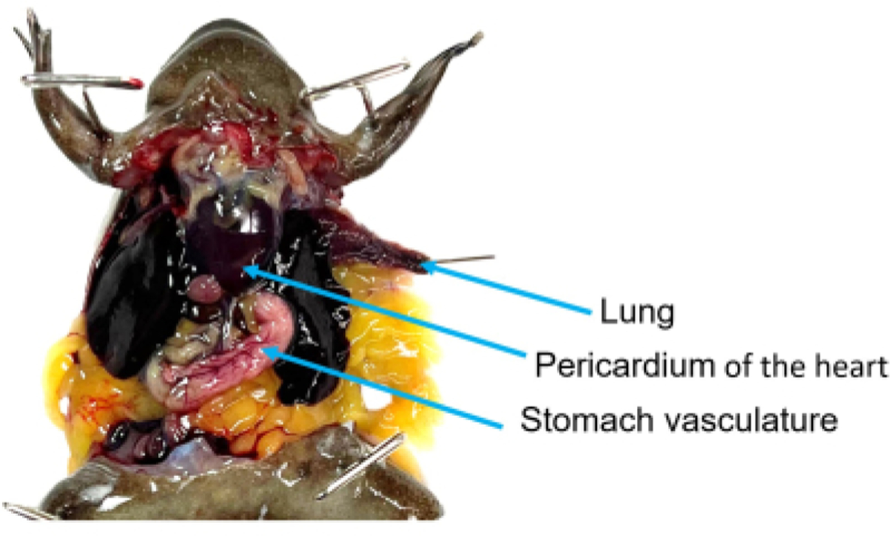 Figure 4: