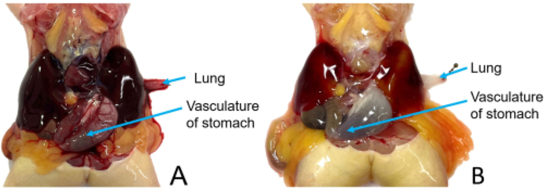 Figure 12: