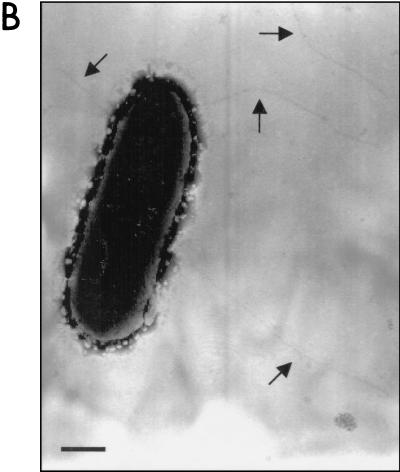 FIG. 5.