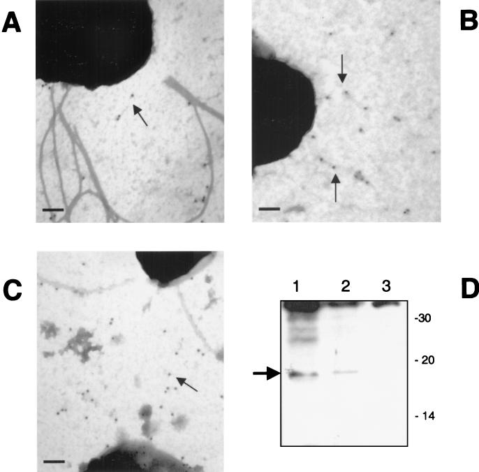 FIG. 9.