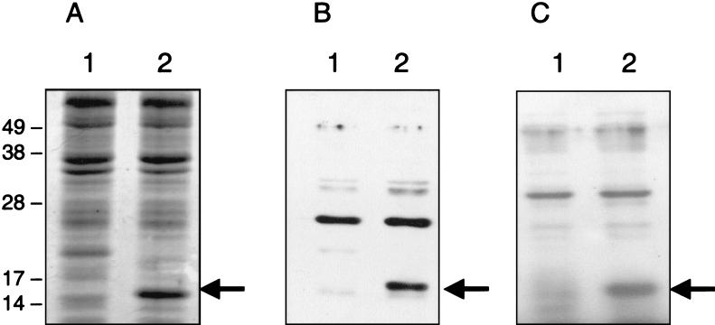 FIG. 8.