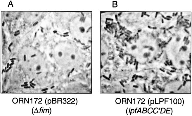 FIG. 6.