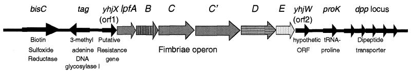 FIG. 1.