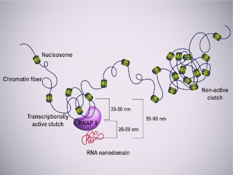 Graphical Abstract