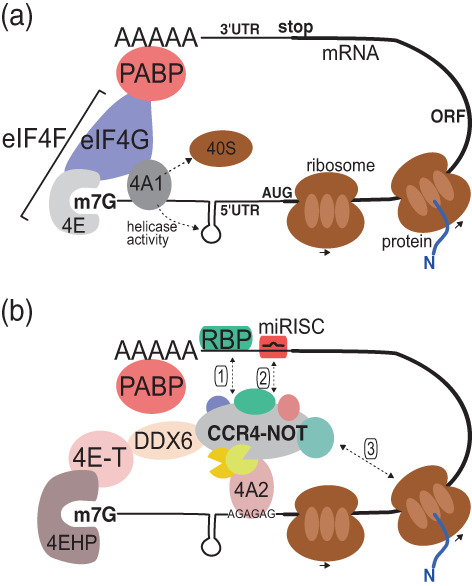 FIGURE 2