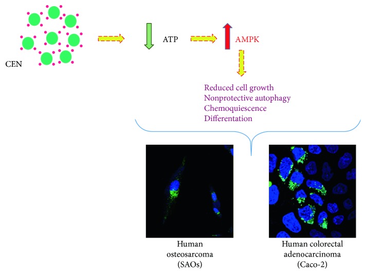 Figure 14