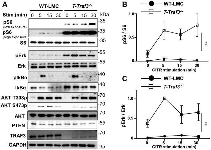 Figure 5