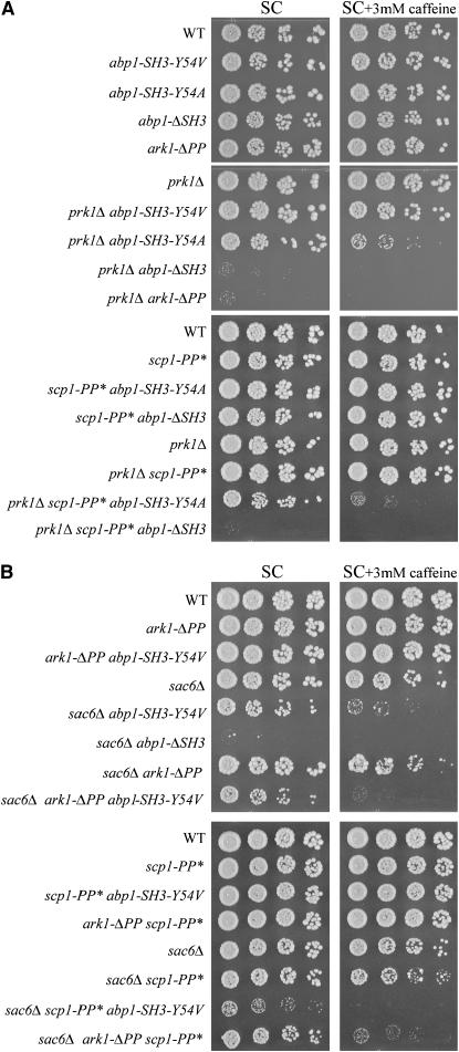 Figure 6.—