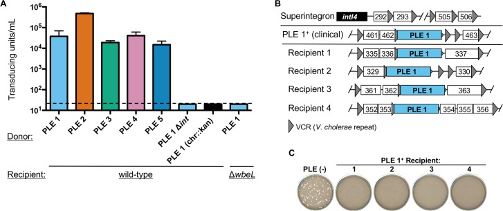 Fig 6