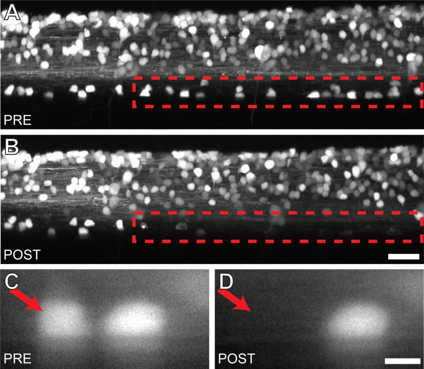 Figure 5.