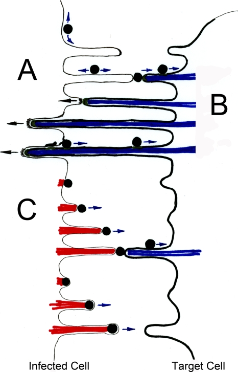 FIG. 2.