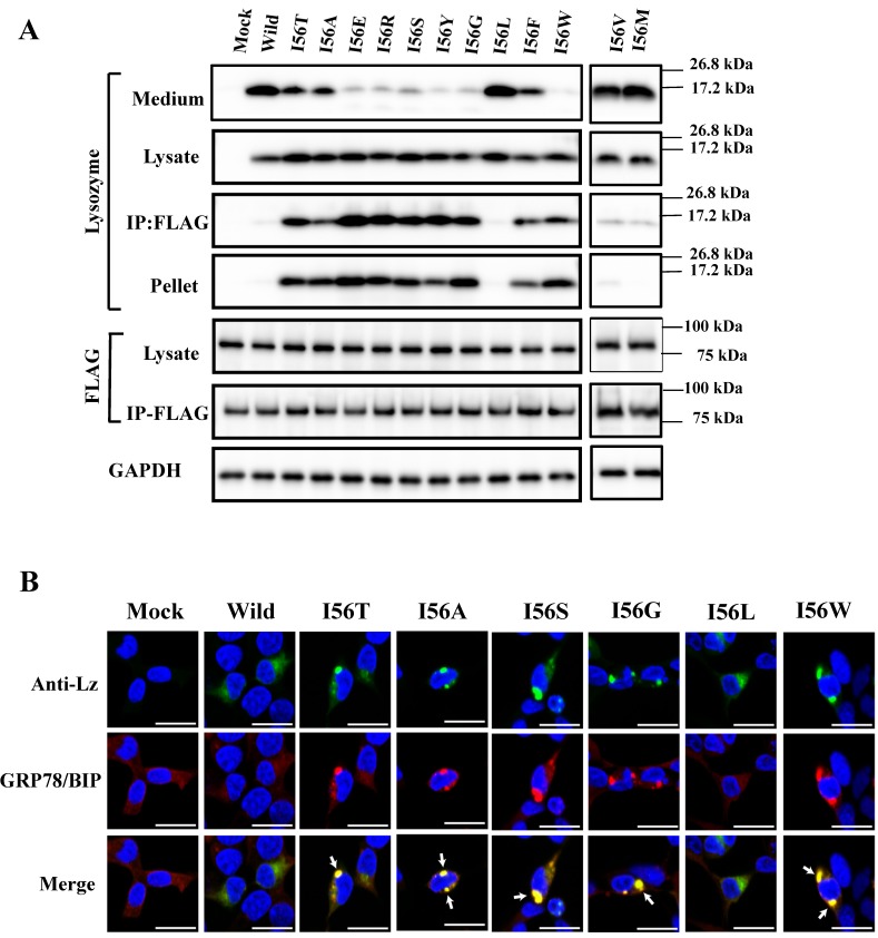 Fig 8