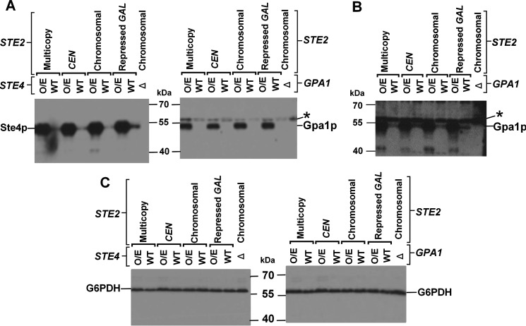 FIGURE 4.