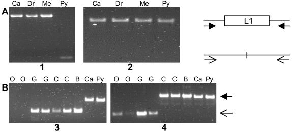 Fig 1.