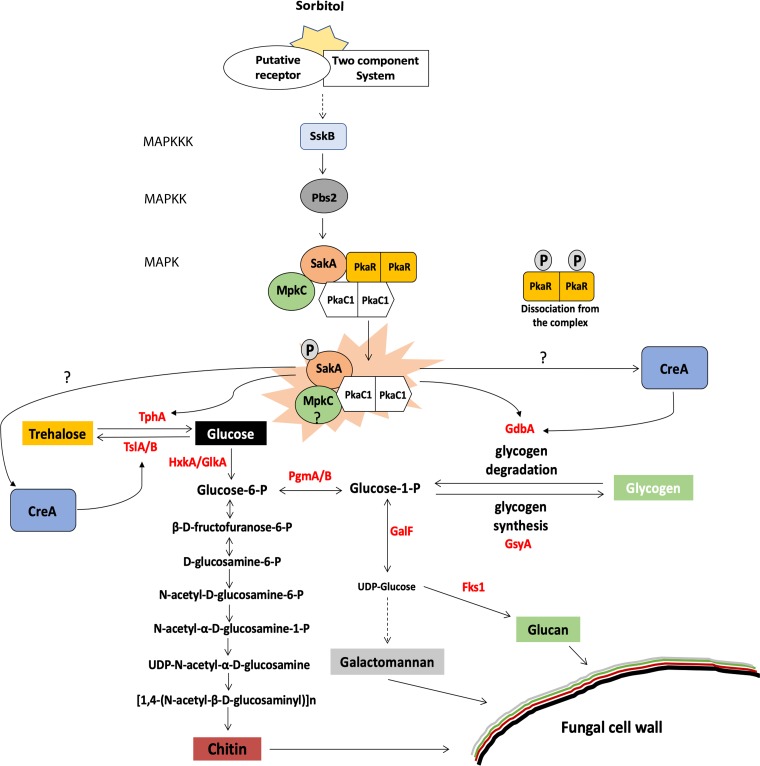 FIG 6