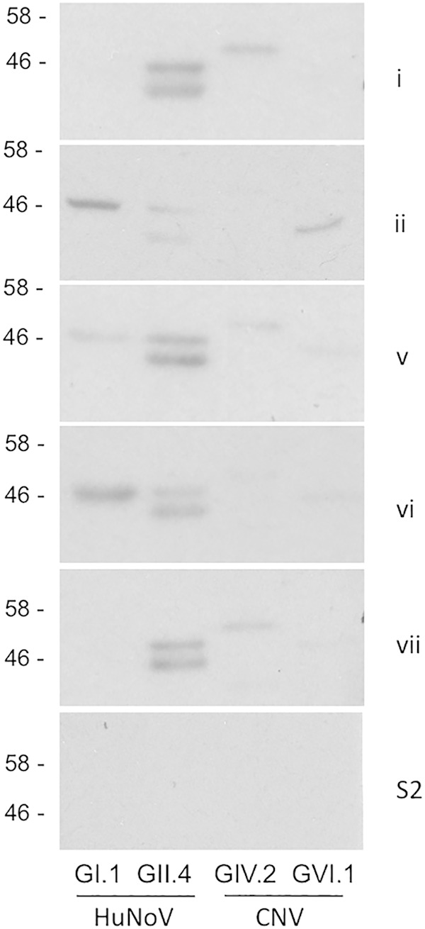 FIG 6