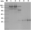 Fig. 5