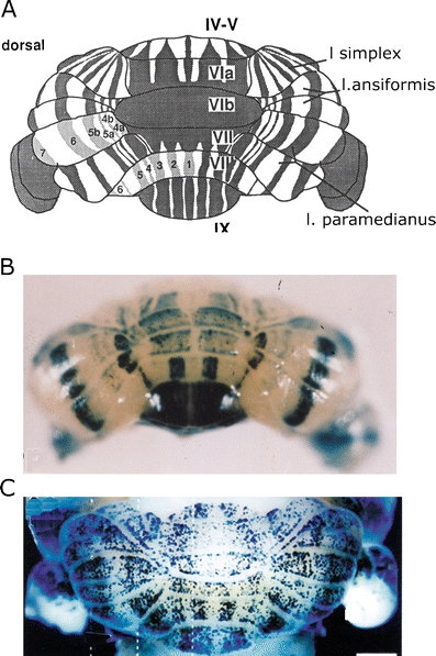 Fig. 7