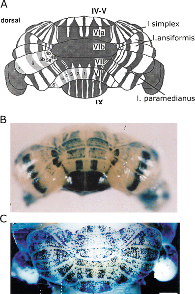 Fig. 7