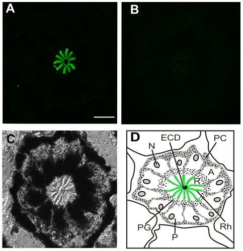 Fig. 5.