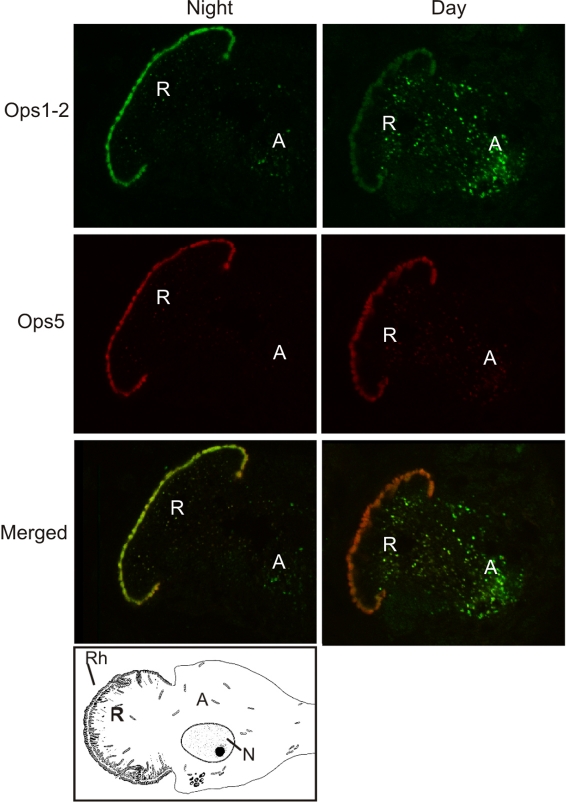 Fig. 7.