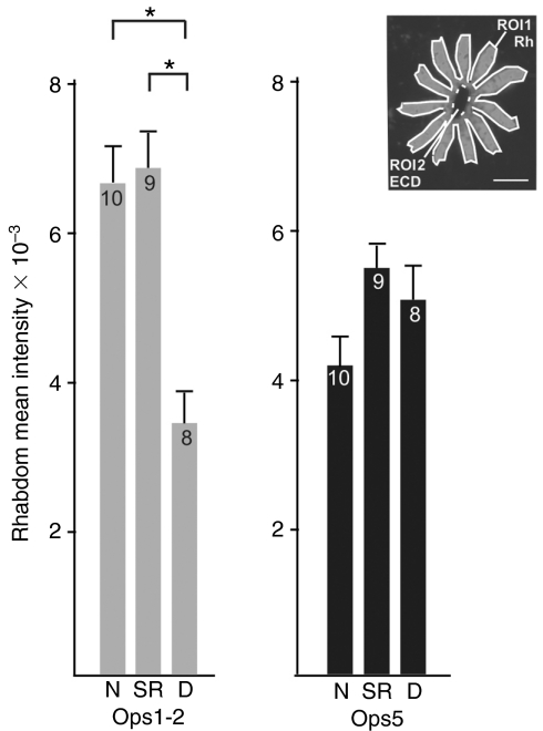 Fig. 9.