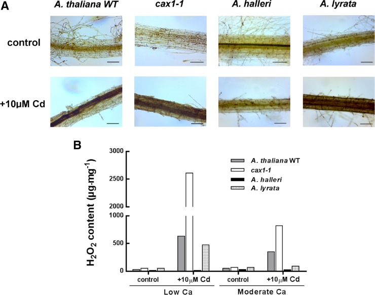 Figure 6.