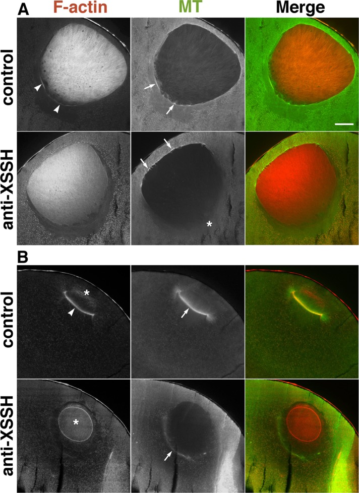 FIGURE 5: