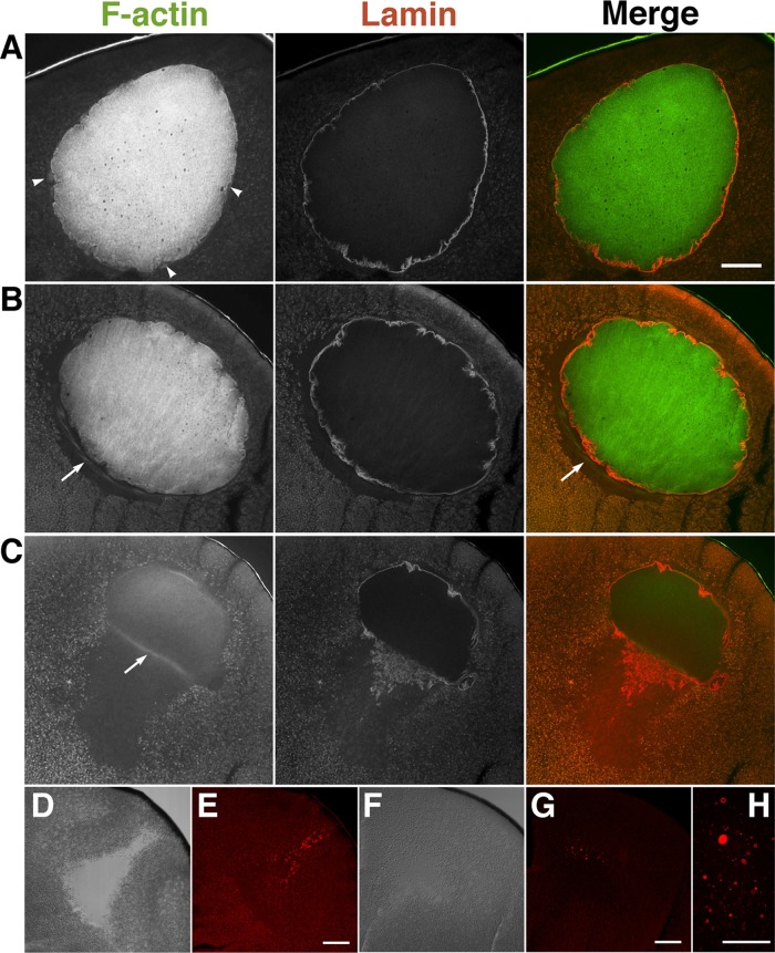 FIGURE 2: